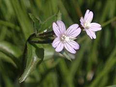 Epilobium parvíflorum